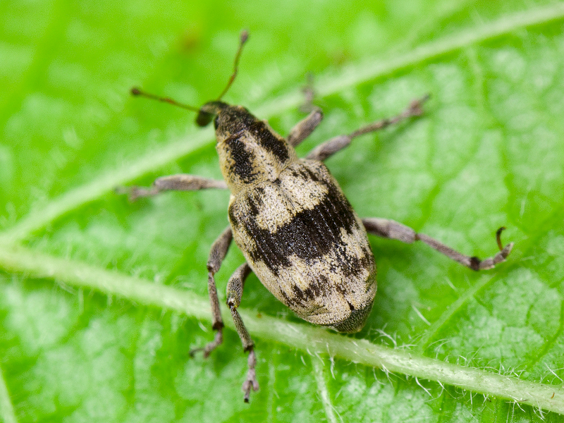 Tapeinotus sellatus (Fabricius, 1794)